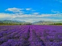 91麻豆国产91久久久久久-探索色情内容的负面影响，理性分析互联网文化的两面性
